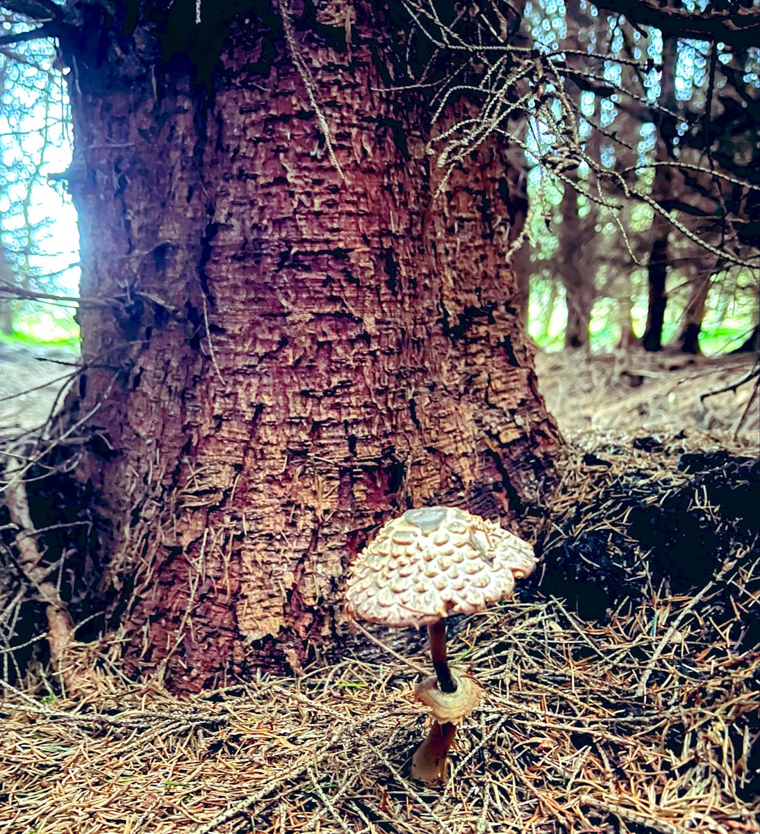 sandra_nimha's tweet image. Taking shelter from the rain and I see this little beauty #fungi #trees