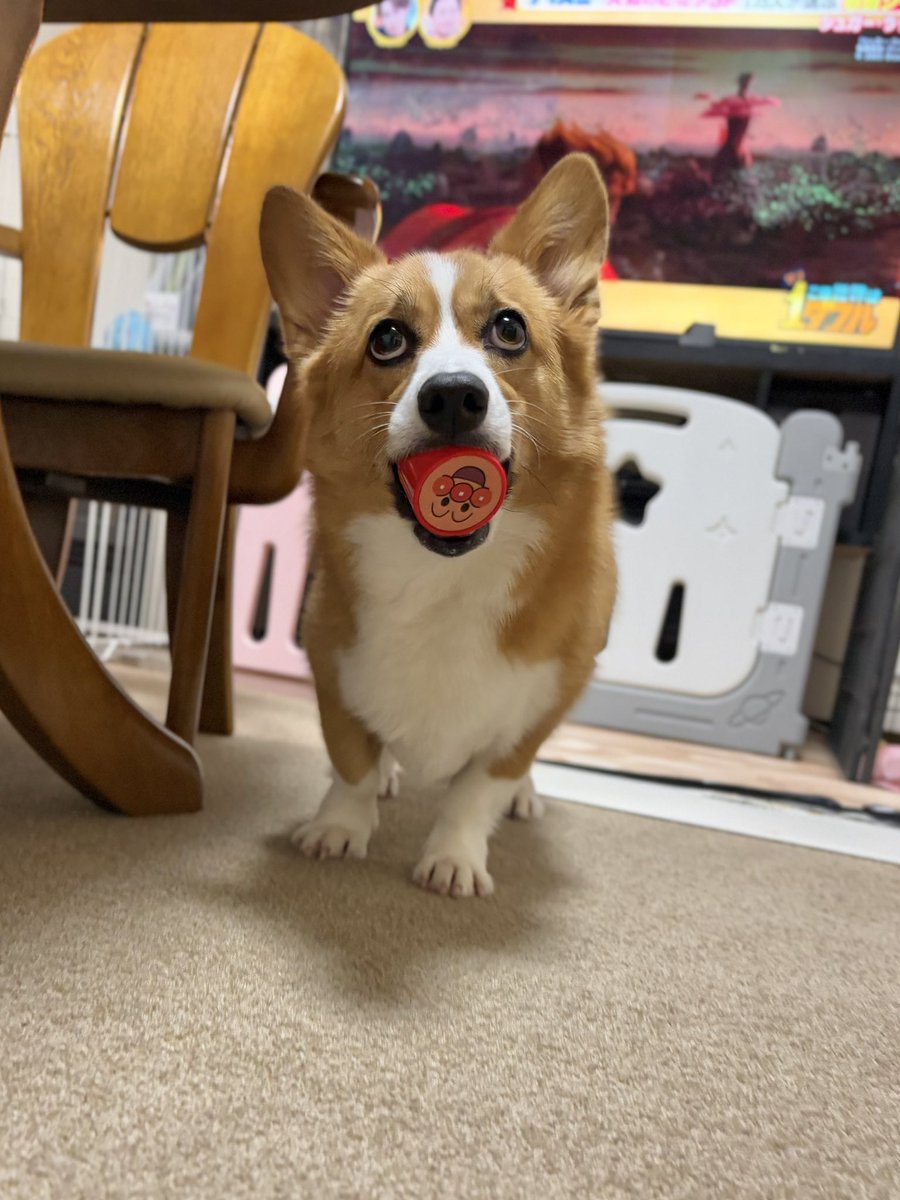 窃盗の容疑で現行犯逮捕🫵