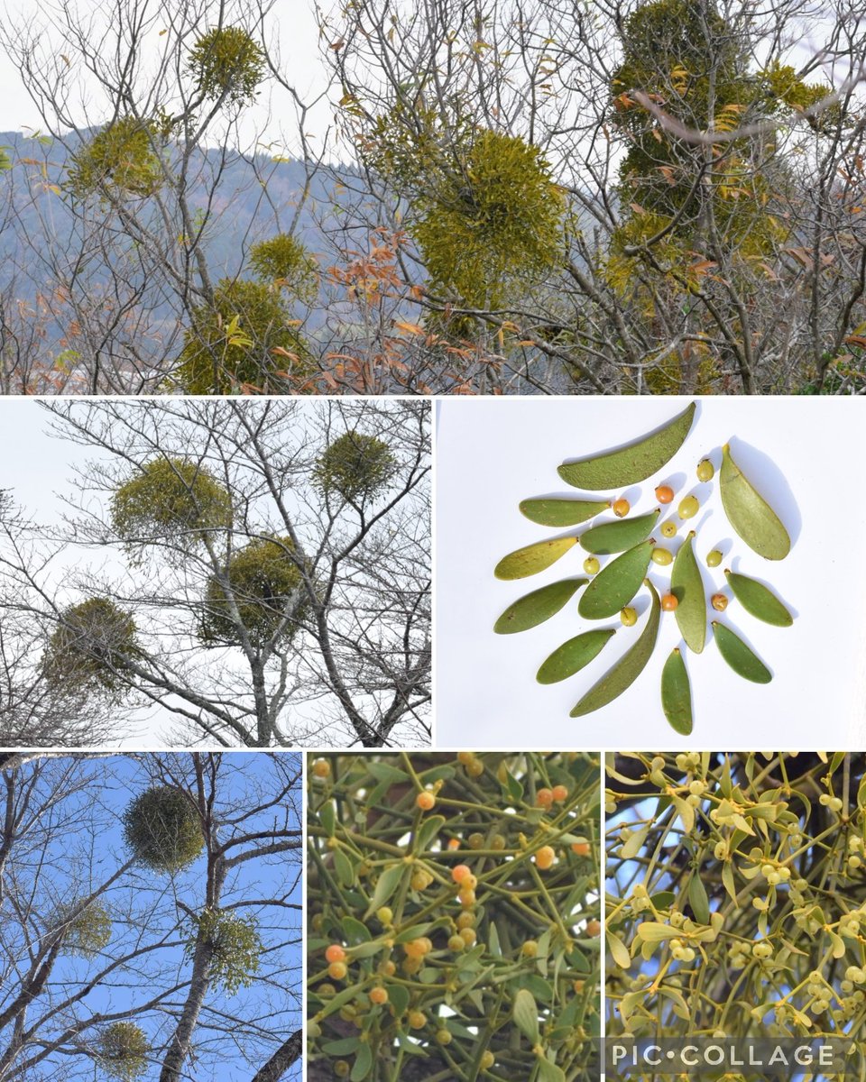 初冬の里山からᨒ𖡼.𖤣𖥧 #ヤドリギ 私の知るヤドリギは全て手の届か 初冬の里山からᨒ𖡼.𖤣𖥧 #ヤドリギ 私の知るヤドリギは全て手の届か