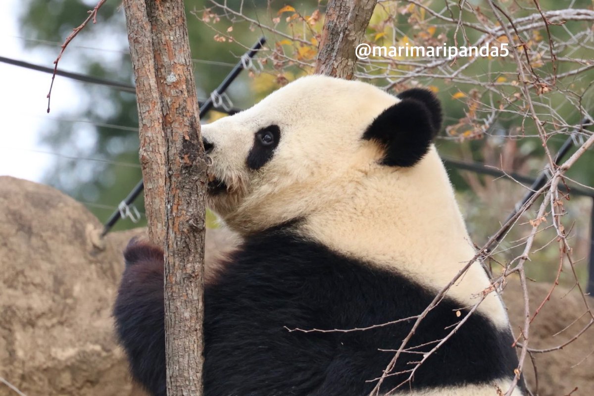 まりまり☆パンダ (@marimaripanda5) / Posts / X