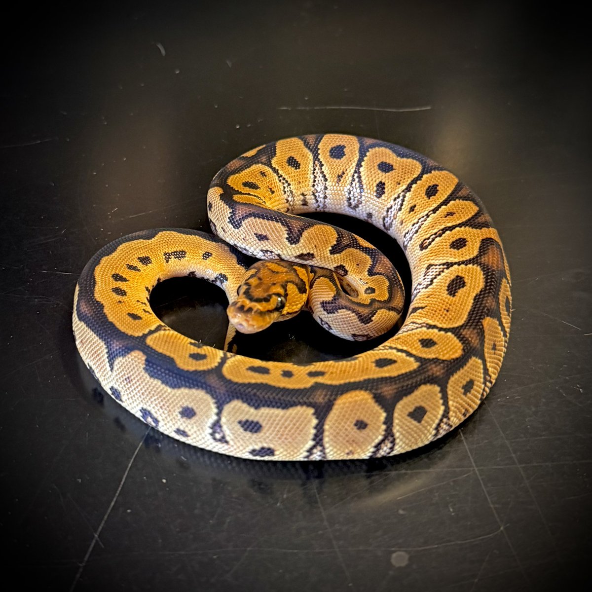 Funky__Rats's tweet image. 今日のかわいこちゃん🐍
2025 FRCB 11-1 ♂ Clown
販売中
#Funkyrats #ボールパイソン #Ballpython #爬虫類 #ブリーダー #冷凍ラット #冷凍ラット販売 #活ラット #活ラット販売 #ヘビ #今日のかわいこちゃん #愛知県 #西尾市
