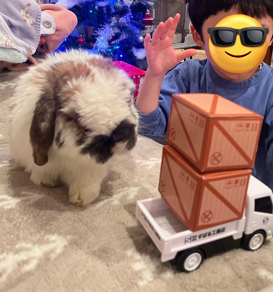 Post by おもち on X: 🐶❗️📦📦