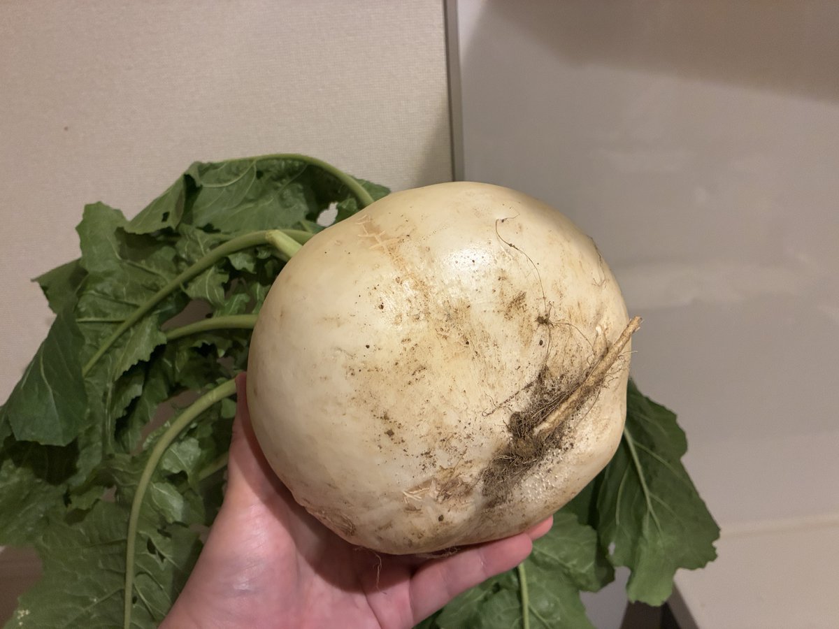 ﾜｲ「え！？何ですかこの野菜！？」 🧑‍🌾「カブだよ、天王寺カブ」 ﾜｲ