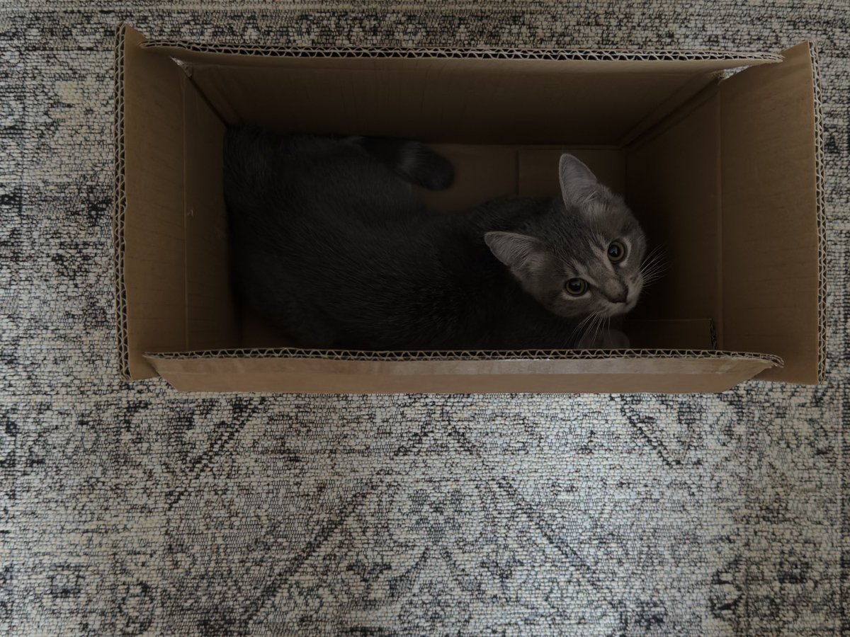 what’s the point of buying him toys when he clearly prefers cardboard boxes