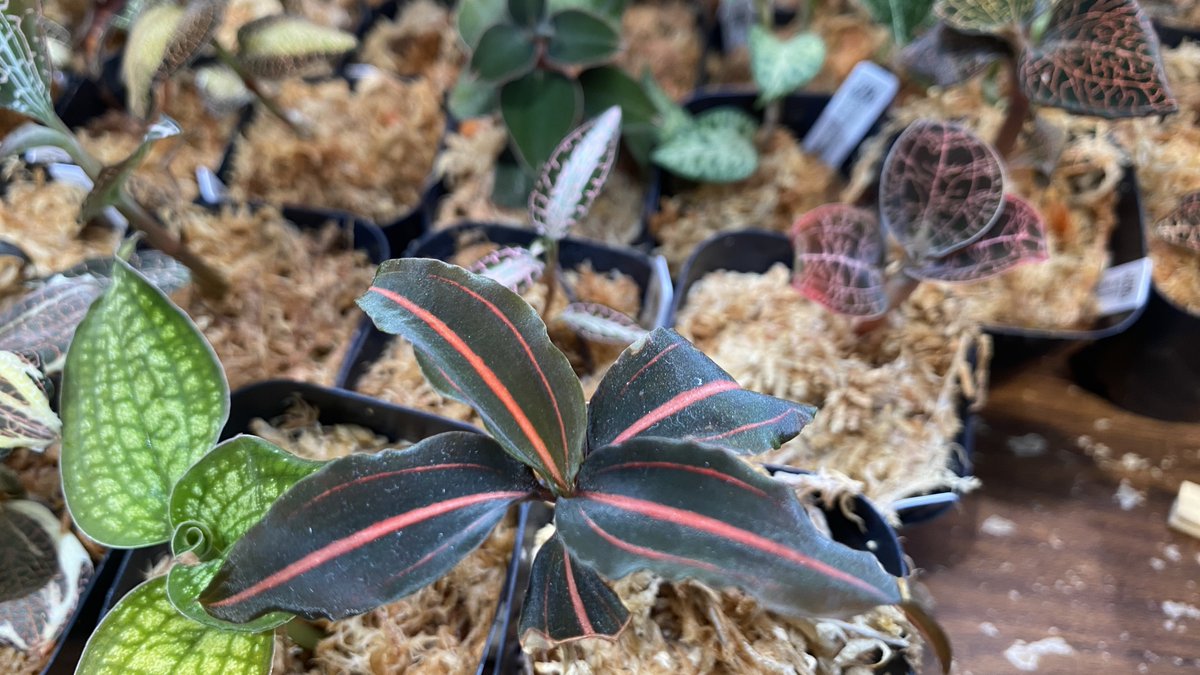 ジュエルオーキッド　THE GAKI 「黄桜」三連休セール！ 入荷情報 TheGAKIさん(@TheGAKI_pf)から今月もキラッキラのジュエル