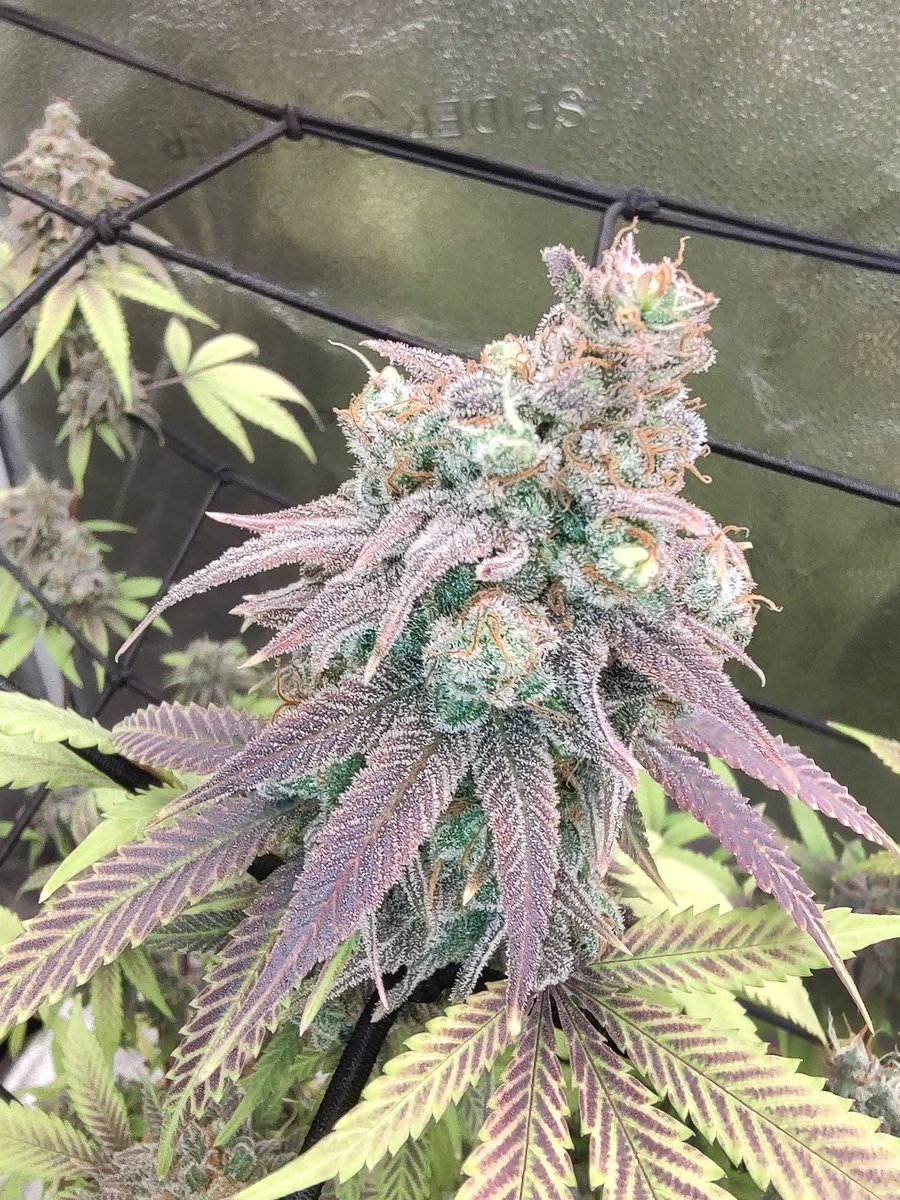 B20724Mc's tweet image. Fade is my favorite Time