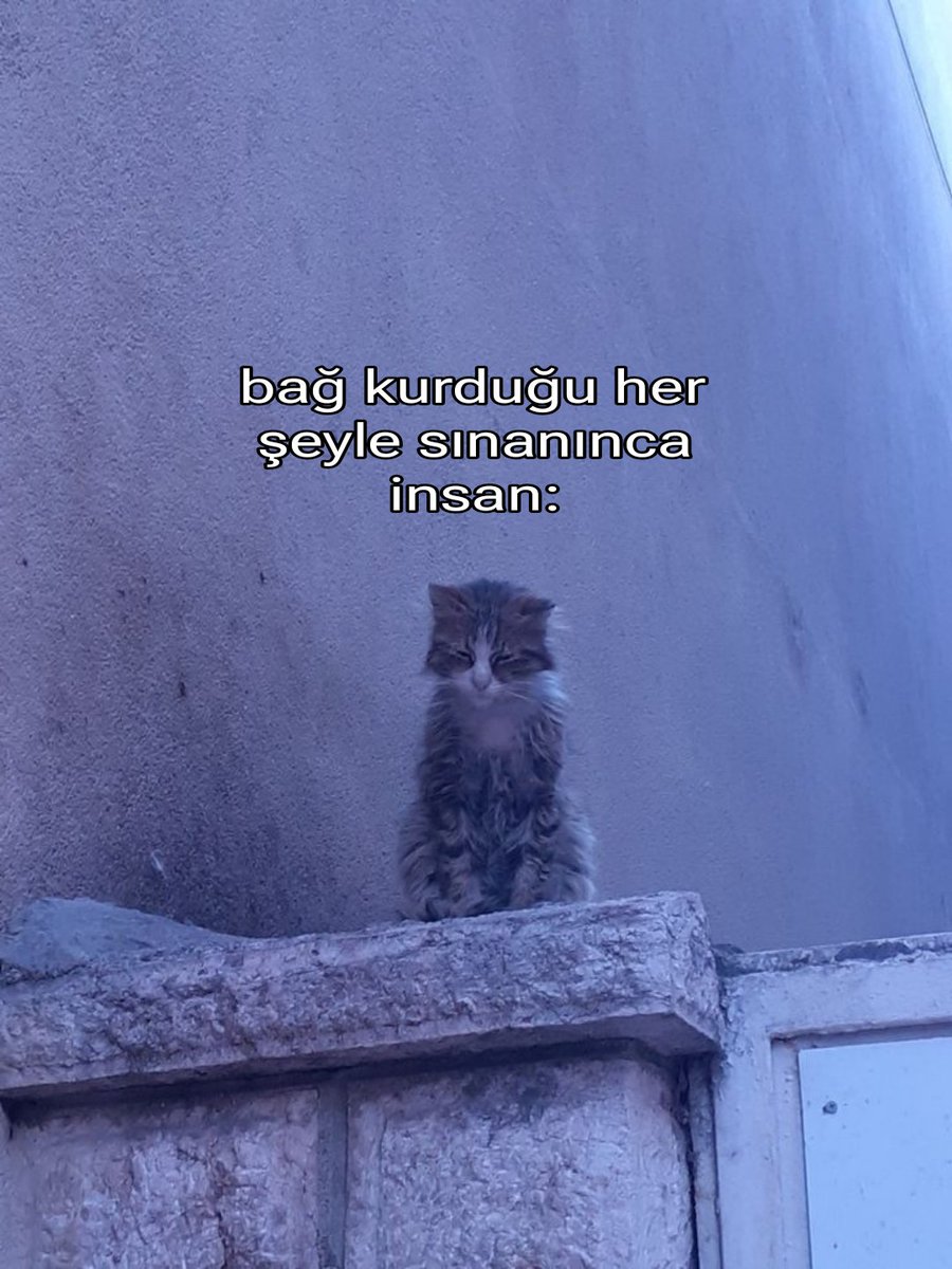 ︎Mutsuz (@100de100mutsuz) on Twitter photo 