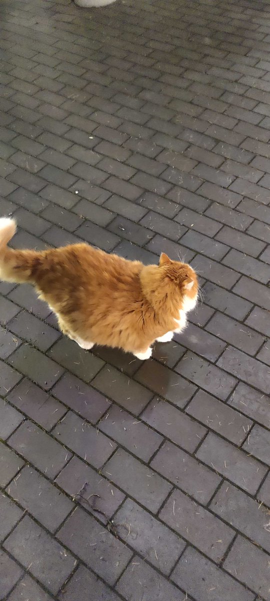 SpVVkyV's tweet image. This fat cat that i love