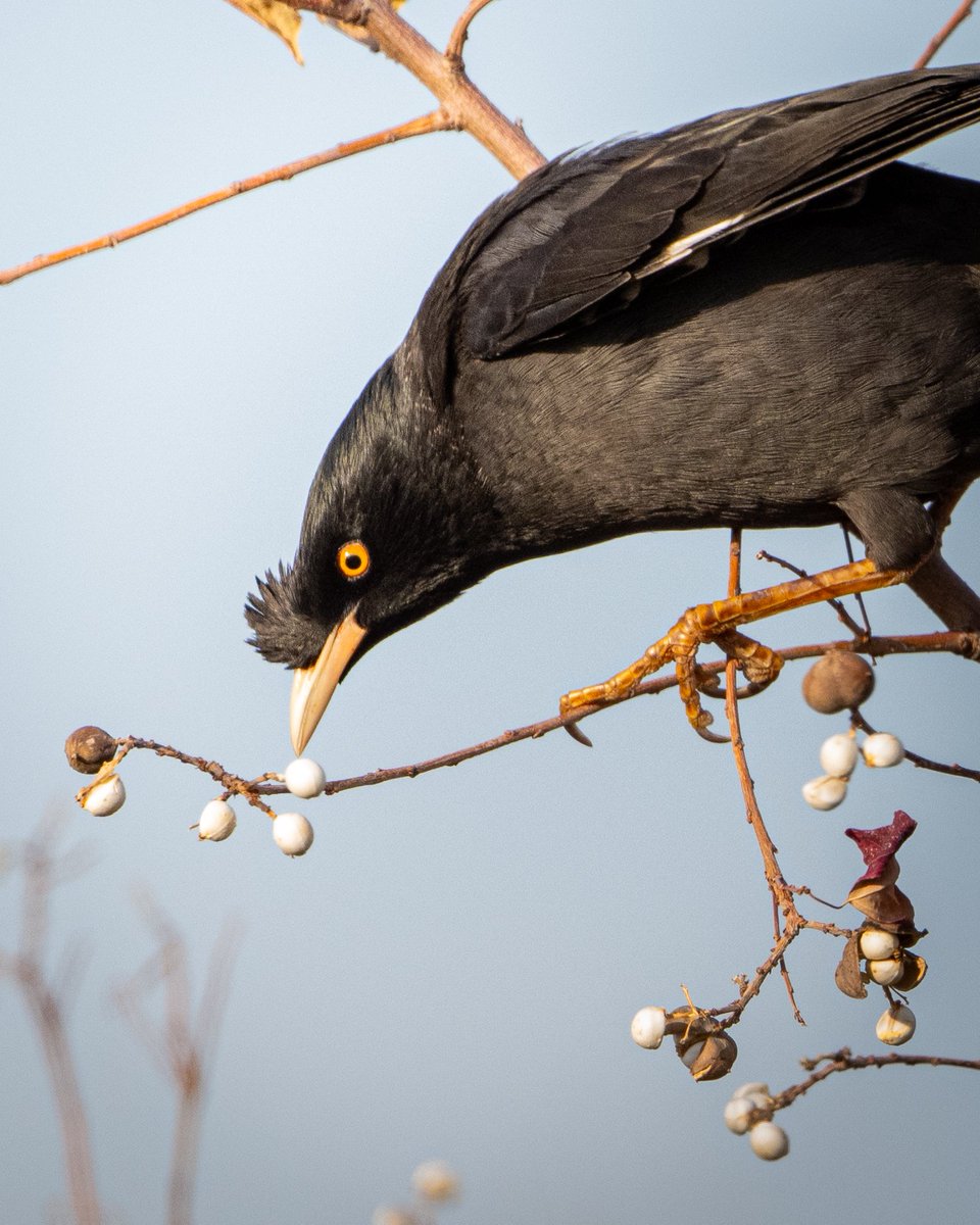 Nikki122029's tweet photo. I saw a Crested Myna while walking around looking for a harrier.
#birdphotography
#birdwatching
#wildlifephotography
#naturelovers
#birding
#birsofJapan https://t.co/VZL3ZiAZKN