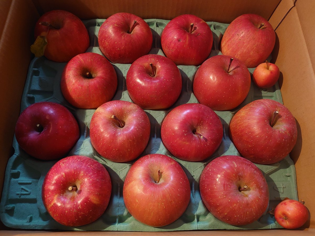 🍎ｳﾏｳﾏｧ🤤