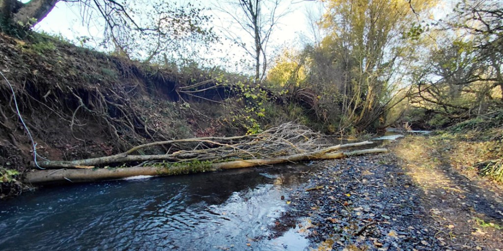 SE_Rivers_Trust's tweet image. Let the river lead 💧

On the River Teise in #Kent, placed tree trunks are already shaping flows, cleaning gravels &amp;amp; creating riffles and pools for young fish to meet and rest.
Nature-based restoration with immediate impact 🌿

#RiverRestoration