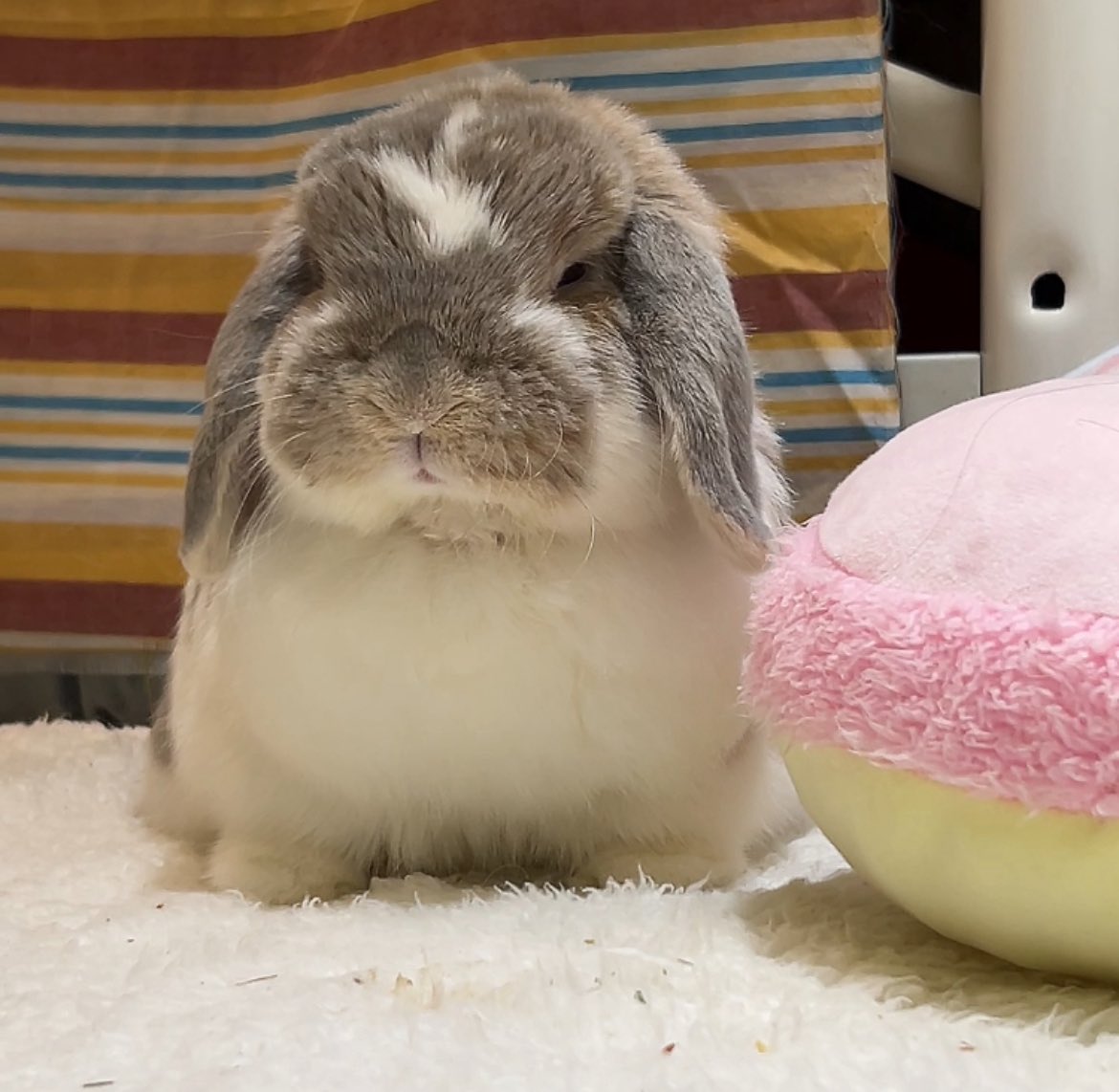 うさぎのココ (@5w1iaVZsovhbpJv) / Posts / X