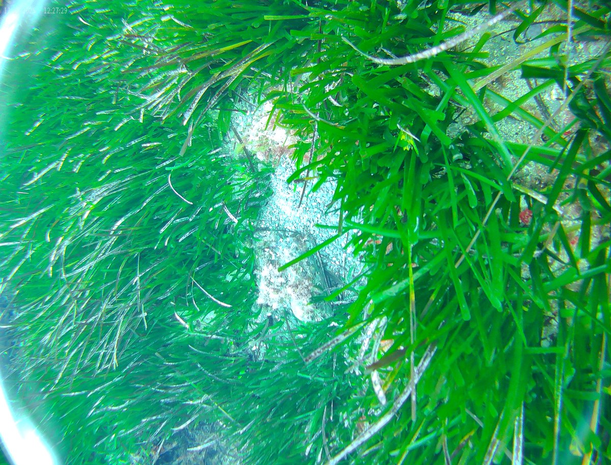 Hoy en la costa N de Menorca entre -7 y -15 m de profundidad una temperatura agua 18 °C, hemos observado unas flores de Posidonia y una nacra que parece híbrida,además de recoger diversos plásticos del fondo. <a href="/ambienteeuropeo/">ASOCIACIÓN AMBIENTE EUROPEO</a>  <a href="/la_mar_neta/">sosposidònia Menorca</a> <a href="/obsdelmar/">Observadores del Mar</a> <a href="/cvvictori/">Cristina Victori</a>
