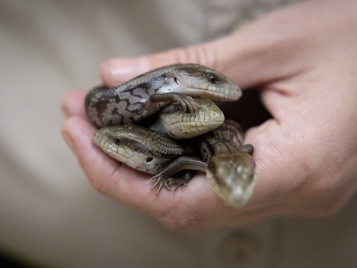 Wildlife Warriors tweet media