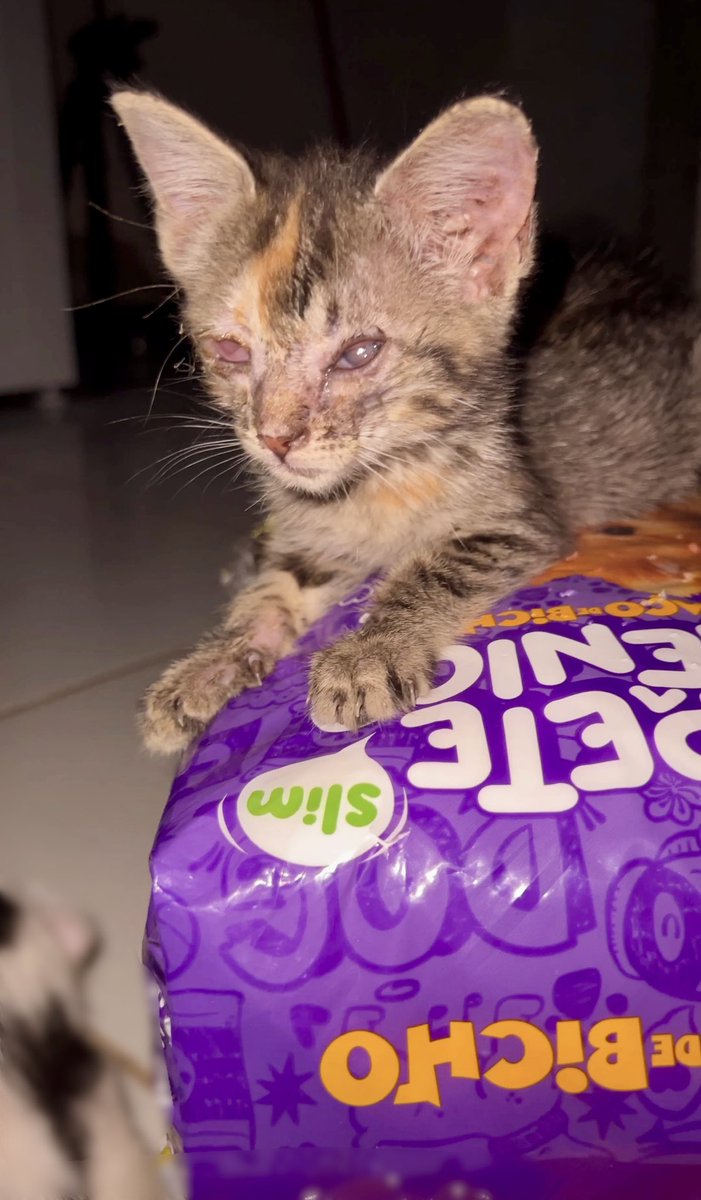 Olá, amigos. Eu sou a Vida! 
Nós costumamos colocar o contato da loja para quem desejar nos doar algo e preferir falar com a loja. 
Estamos precisando da ração Golden gatos, Dog Show para os cachorros, areia, patês, se desejar doar caminhas estamos precisando
+