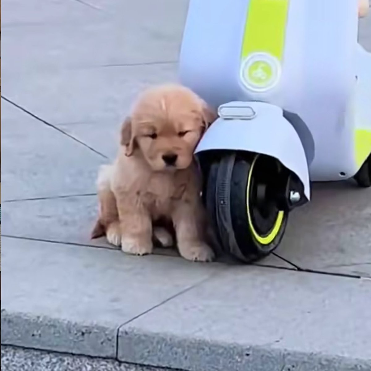 takemybear 🐶 tweet media