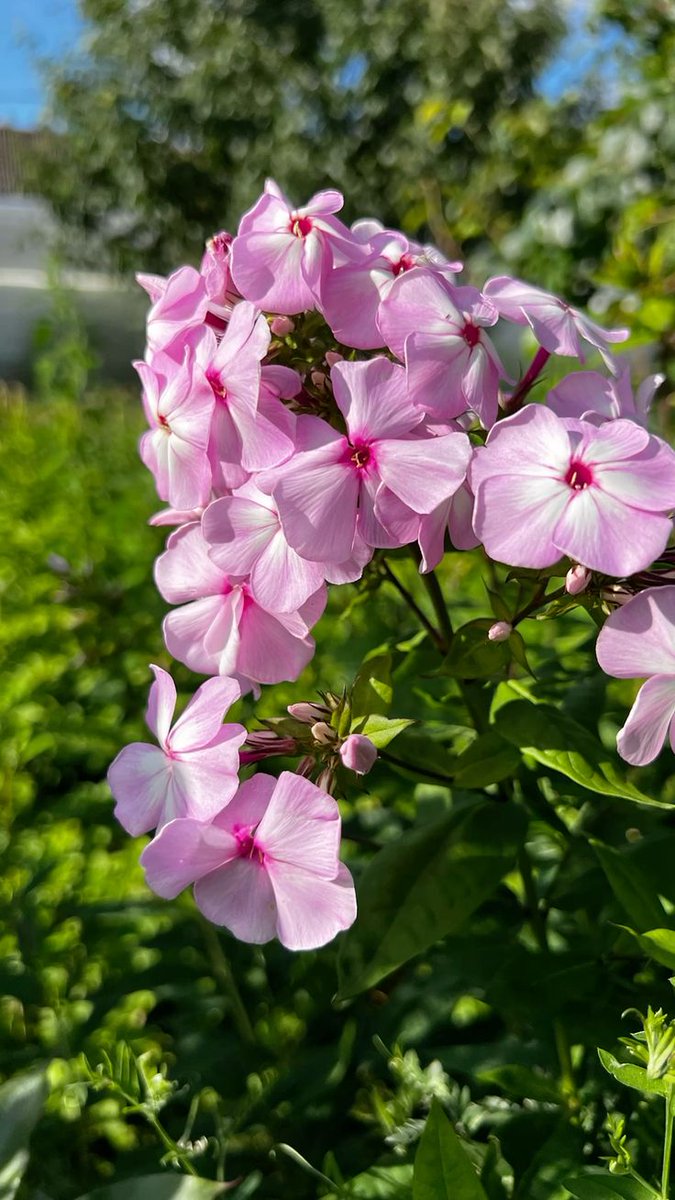 Vanessa Natali (@_natalifranco_) on Twitter photo 