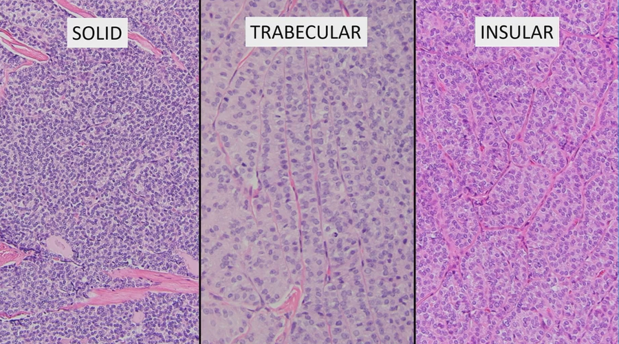 Janira Navarro tweet media