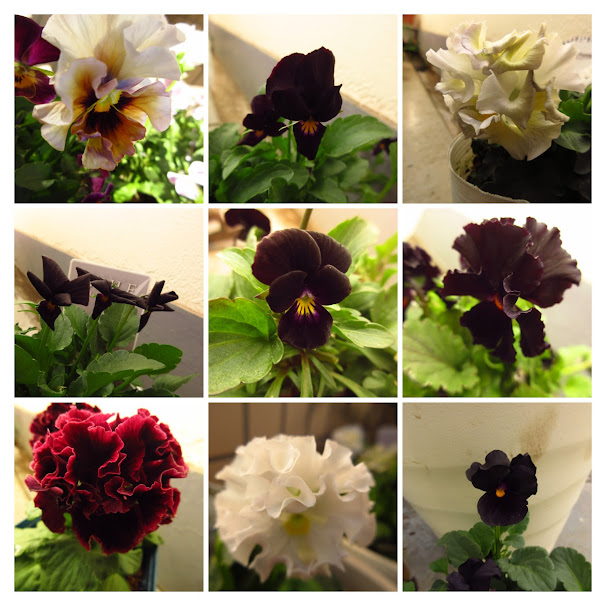 パンジーさま　２枚お纏めページ(a,d) 今シーズン買ったパンジーとビオラ17種類を Googleフォトのコラージュ