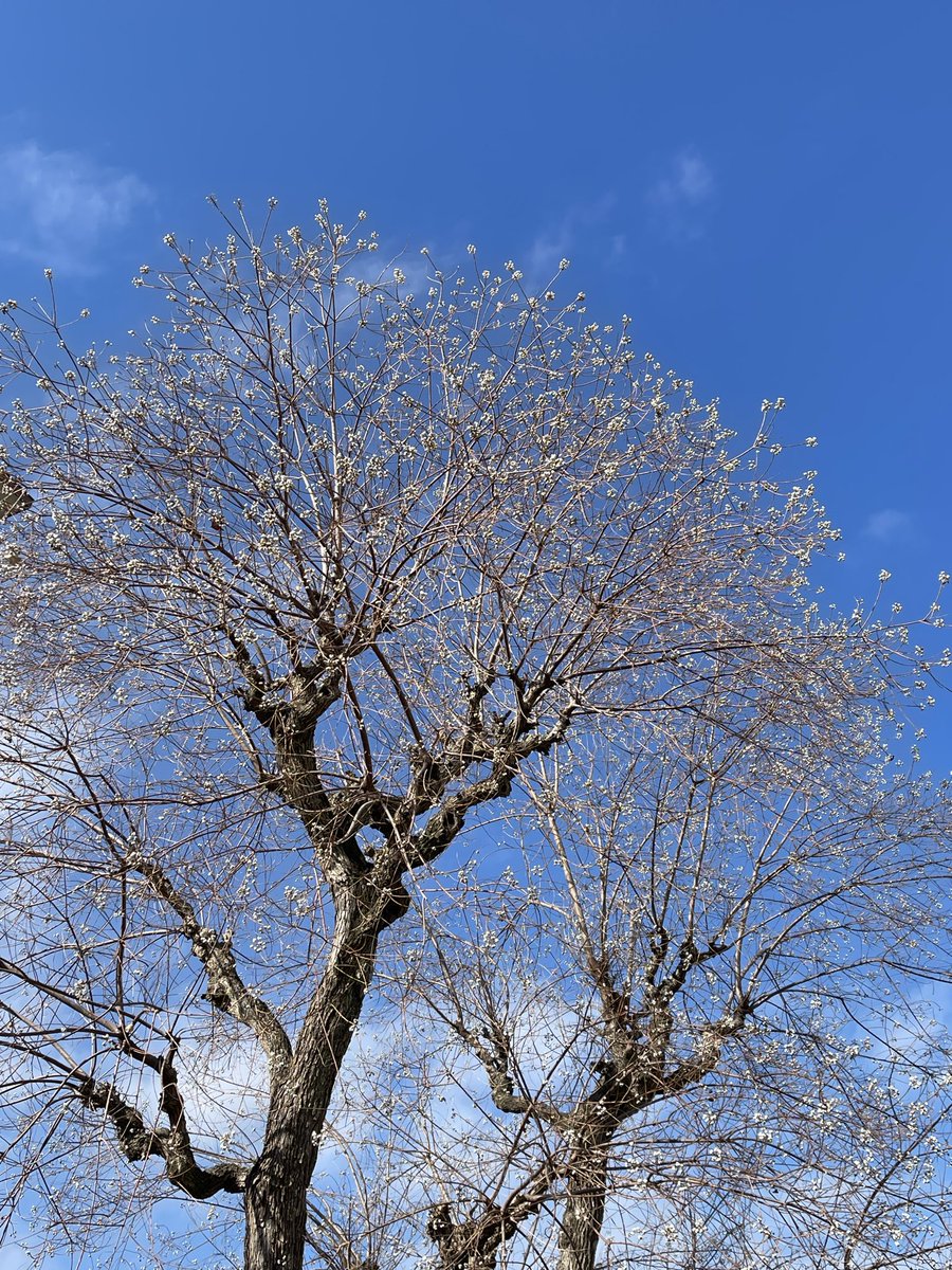 YfCb0's tweet photo. たくさんの白い実つけて青空に
来年のこと思い巡らせ
忘年会シーズン突入^_^♪ https://t.co/XT9vRNyf2X