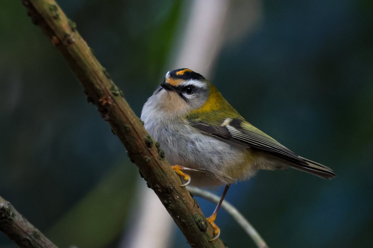 Trishsnaturepix's tweet photo. Absolutely stoked to find this #firecrest on my local patch at Himley/Baggeridge today. Thanks to @ianbutlerphoto for finding it yesterday and giving me the push to keep searching for it today😉
@Staffsbirdnews
@WestMidBirdClub
#TwitterNatureCommunity
#TwitterNaturePhotography https://t.co/HnNXOZRqSA
