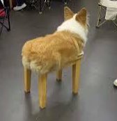 rahhead01's tweet image. Lieutenant Dan!!! 😭