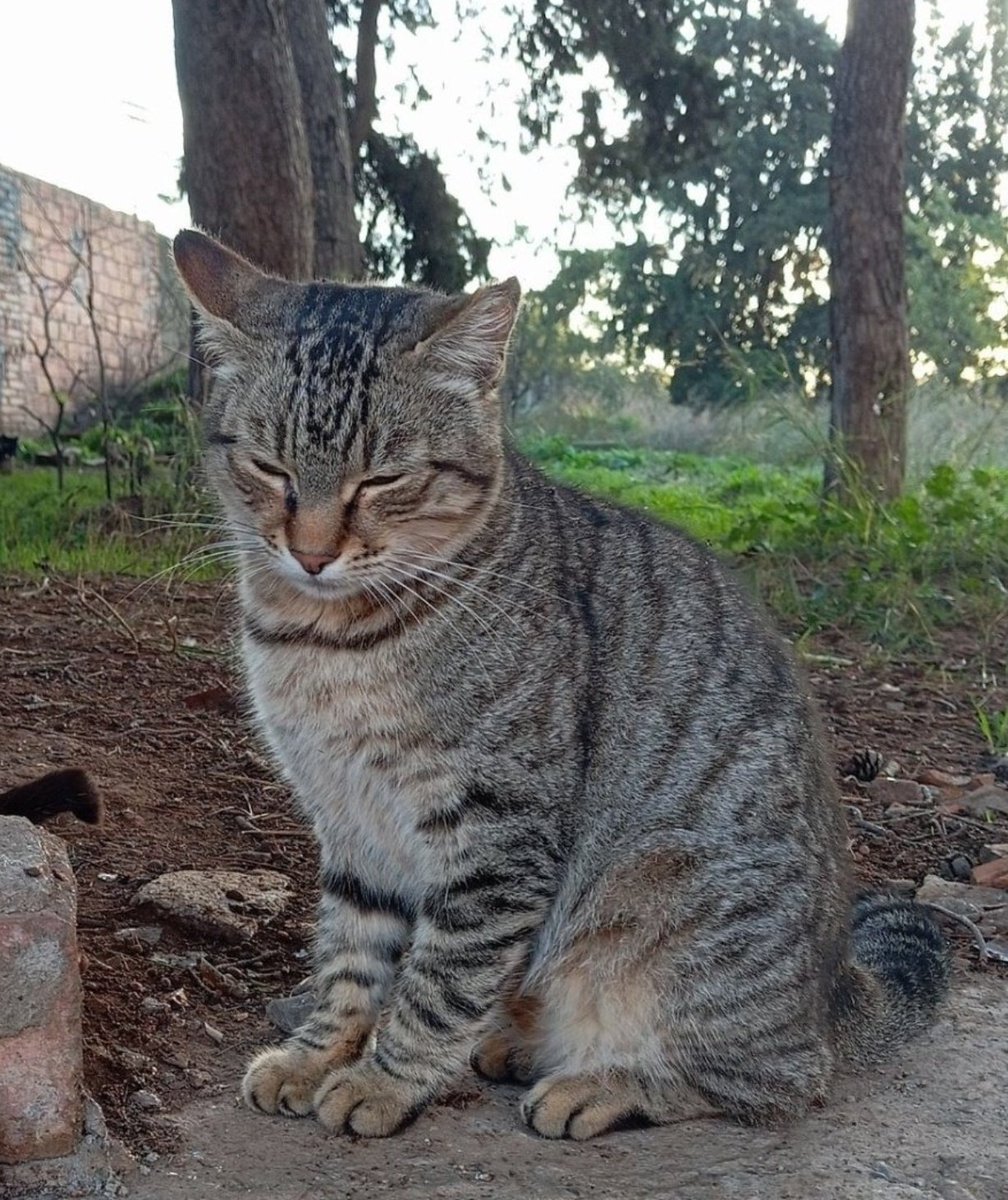 #FERRAN abandonado en una colonia felina en #Balaguer 
#Lleida, sociable, mimoso, esterilizado, necesita una oportunidad! 🙏🏻
#Adopcion o #acogida para este gatito!!  ☎️ 646 689 901
#gatos #AdoptaNoCompres 
#Adopta