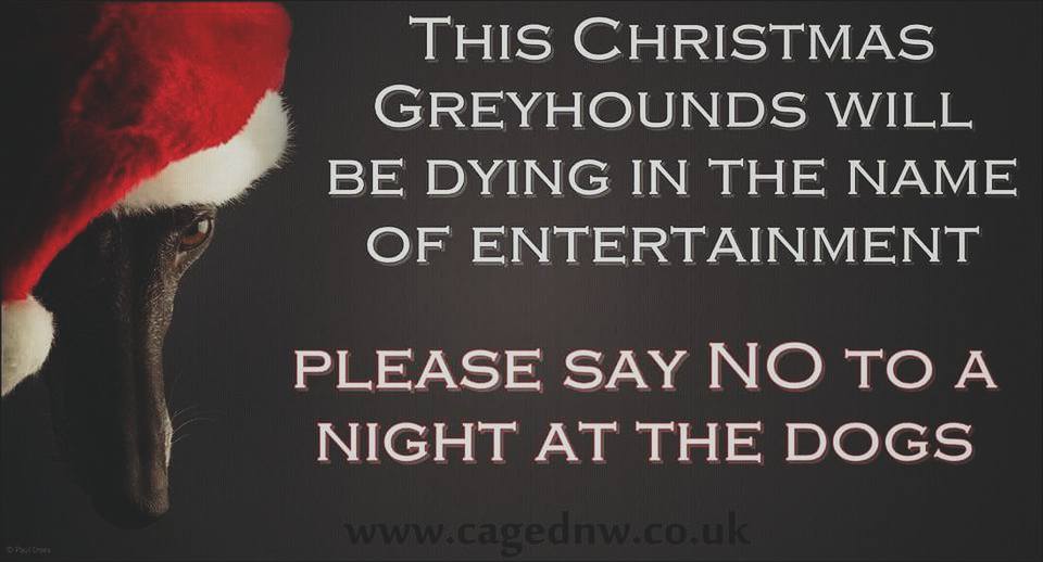 GreyhAwarenCork's tweet photo. This Christmas greyhounds will be dying in the name of entertainment.
Please say NO to a night at the dogs.
#YouBetTheyDie
#LoveTheDogs
#BehindTheTrack
#ThisRunsDeep
#RescuedNotRetired https://t.co/yG0KsMY3DM