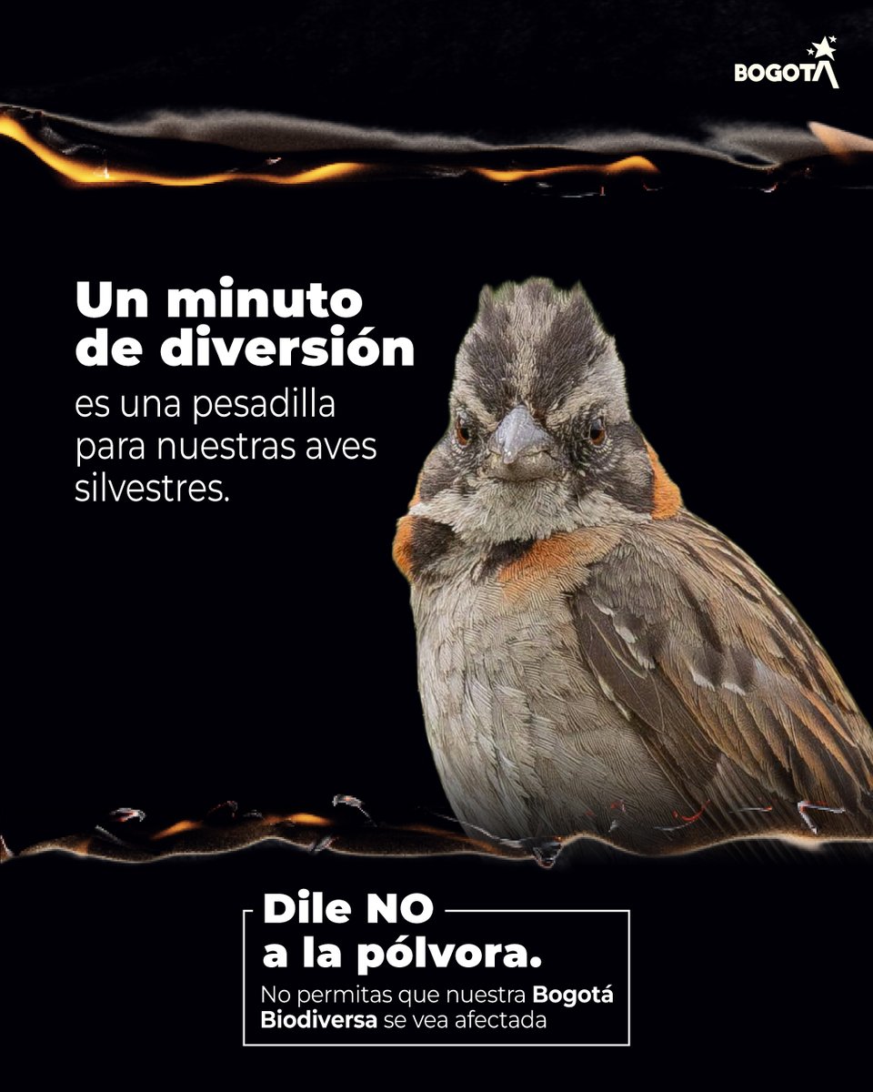 Ambientebogota's tweet photo. 🐦🎶¡La melodía que más nos gusta! Que el canto de las aves sea lo que más se escuche en esta Navidad 🎄. 

✋⛔️Dile no al uso de la pólvora: protejamos a nuestra fauna silvestre y los ecosistemas en los que habitan. Estos son su único hogar.

|@JBotanicoBogota @AnimalesBOG @Bogota