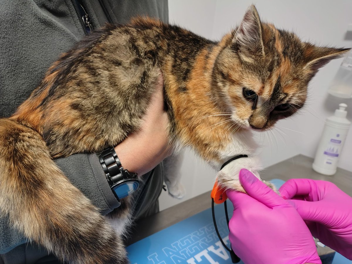 Brakuje 47 zł, pomożecie?

ratujemyzwierzaki.pl/motii