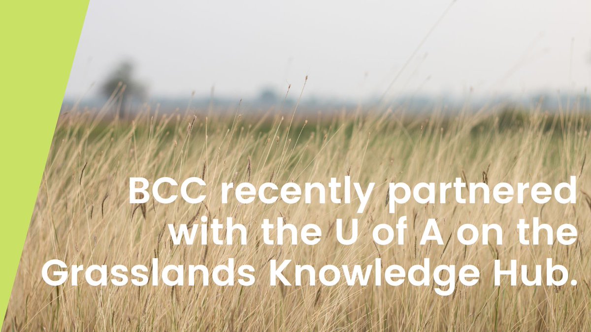 🌾Retaining Grasslands Matters.
In 2025, BCC joined the Grasslands Knowledge Hub - a 4-year <a href="/UAlberta/">University of Alberta</a> project focused on understanding how to better protect Canada’s grasslands &amp; the carbon they store.
Read more in our latest newsletter: bit.ly/4aajJI3

#Grasslands #BCC