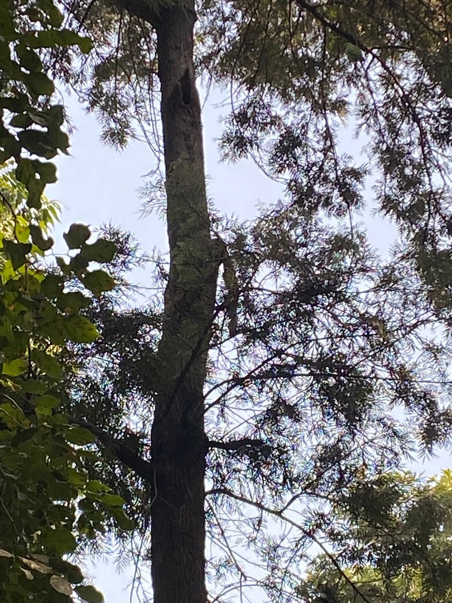 lightseekerusha's tweet photo. Just trees, light, and quiet magic in the air.
#NatureVibes
#TreeMagic
#CalmSpaces
#ForestWhispers
#GreenTherapy
#NatureLovers
#PeacefulViews
#NatureDiary https://t.co/edzpMFzlnM