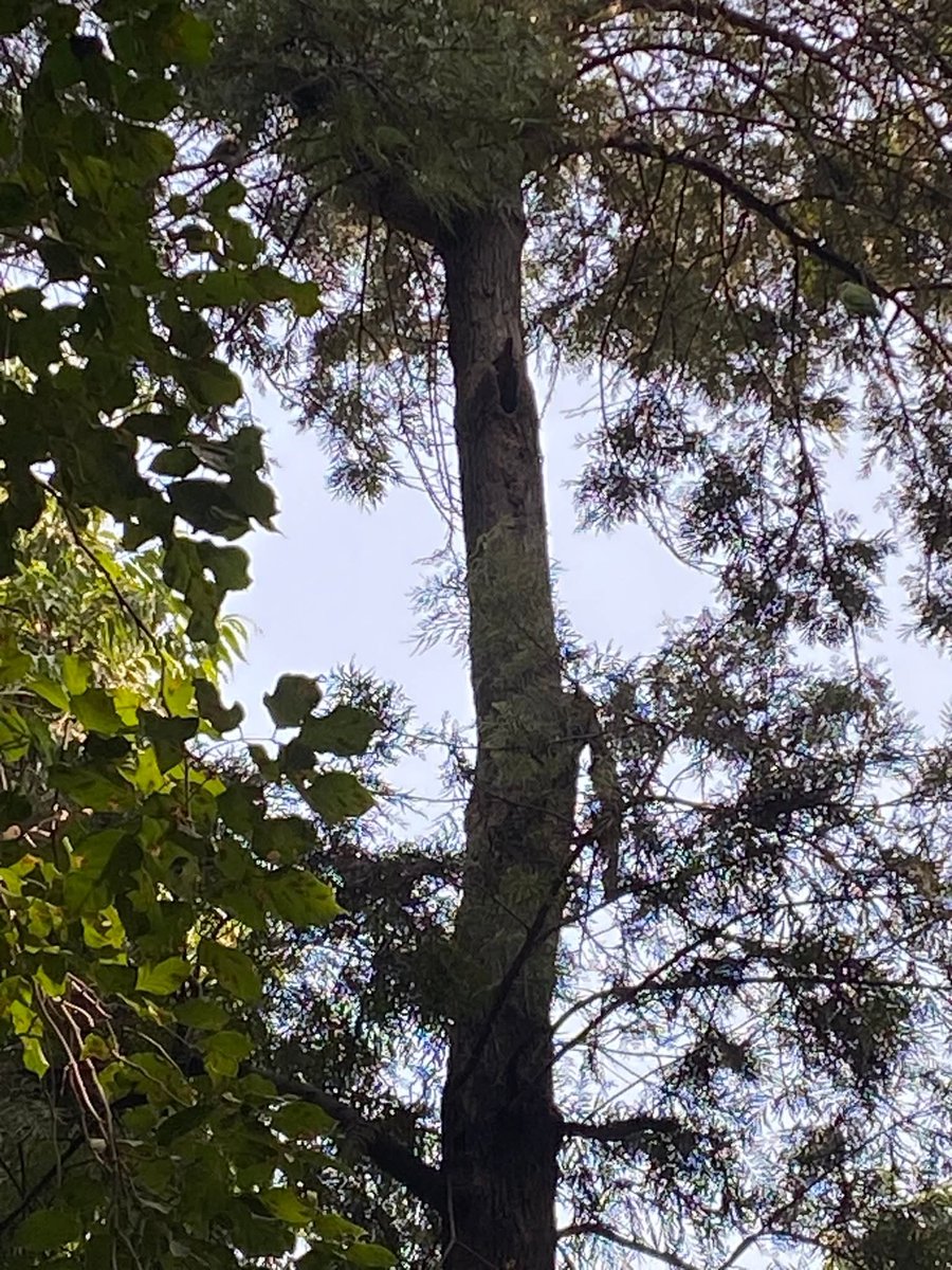 lightseekerusha's tweet photo. Just trees, light, and quiet magic in the air.
#NatureVibes
#TreeMagic
#CalmSpaces
#ForestWhispers
#GreenTherapy
#NatureLovers
#PeacefulViews
#NatureDiary https://t.co/edzpMFzlnM