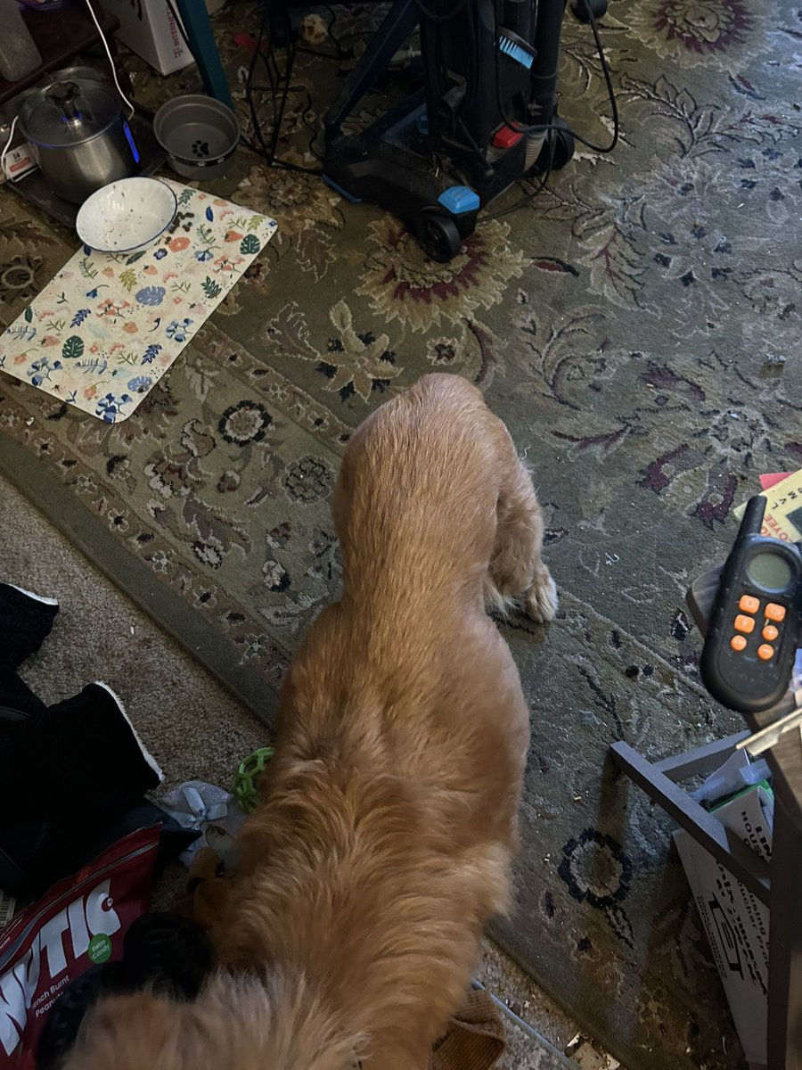 alannarizzo's tweet image. Hi. @GuidrysGuardian saved DAFFODIL from euthanasia at the Downey Shelter.  10 year old Golden, severely neglected and thin.  Her vet bill was over $800.  Trying to raise funds.  Please donate if you can!  Thank you. 

buy.stripe.com/5kA5mnfd44NG24…