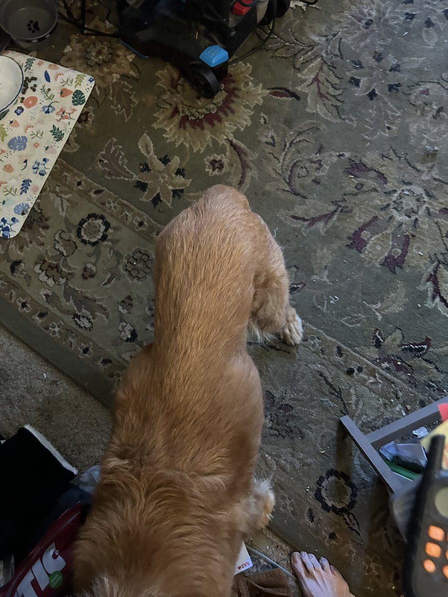 alannarizzo's tweet image. Hi. @GuidrysGuardian saved DAFFODIL from euthanasia at the Downey Shelter.  10 year old Golden, severely neglected and thin.  Her vet bill was over $800.  Trying to raise funds.  Please donate if you can!  Thank you. 

buy.stripe.com/5kA5mnfd44NG24…