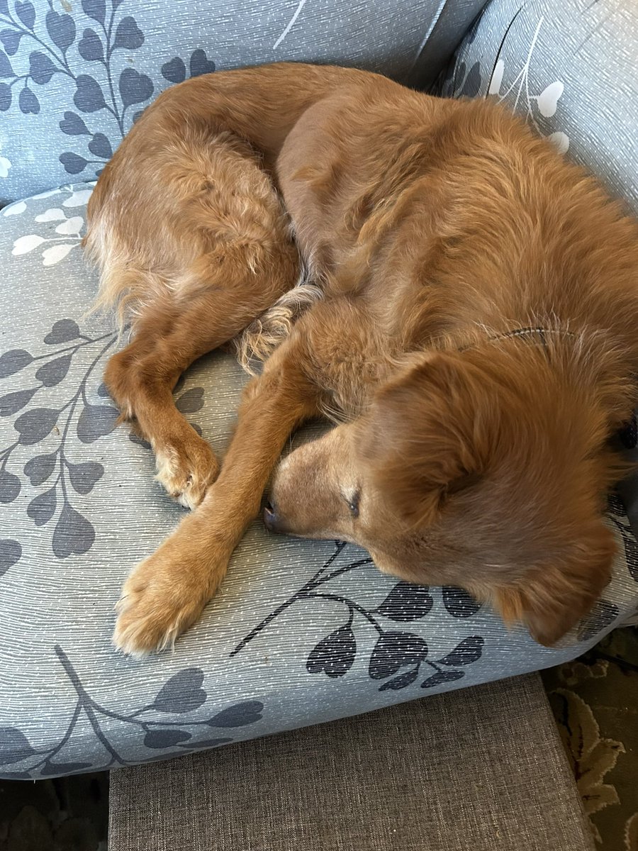 alannarizzo's tweet image. Hi. @GuidrysGuardian saved DAFFODIL from euthanasia at the Downey Shelter.  10 year old Golden, severely neglected and thin.  Her vet bill was over $800.  Trying to raise funds.  Please donate if you can!  Thank you. 

buy.stripe.com/5kA5mnfd44NG24…