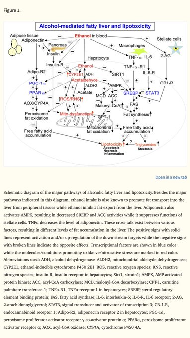 Passo 4: Abordar o consumo de álcool.
Para alguns, reduzir o consumo para 1 ou 2 bebidas por dia já é suficiente.
Pa