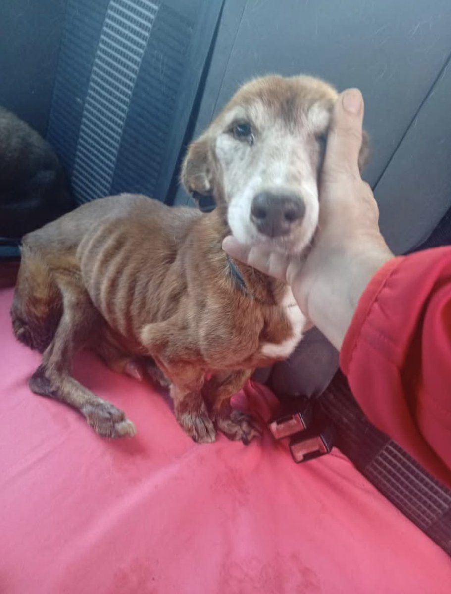 SpanielsSuper's tweet photo. Hello everyone it’s us again the #PesterPals
Mum’s in bits! @SaveOurSpaniels have just taken in the most emaciated Breton, a horribly abused & neglected boy surrendered by a hunter, terrified & traumatised! 😤
Look at the poor boy…… he’s called RON
He’s now safe & in good hands, he will be cared for until he gets his seat on the #HappyBus & travels to his wonderful new life in the UK
Please vote on https://t.co/PbU0AiOxaf
#PleaseVote to give RON & all the other abused & neglected dogs a #HappyEverAfter
