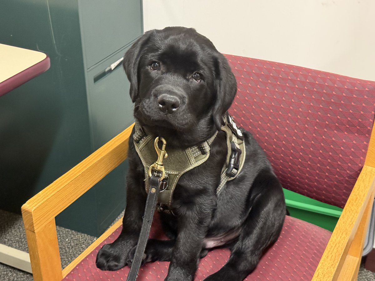 NipmucRegional's tweet photo. Koda is an "official" member of the Nipmuc staff now that his ID has arrived.  How lucky are we to get to watch how fast he is growing and how much he is loved throughout the community!  Today we got to see his new chair trick of sitting and then figuring out the best way down! https://t.co/dBKv625hpK