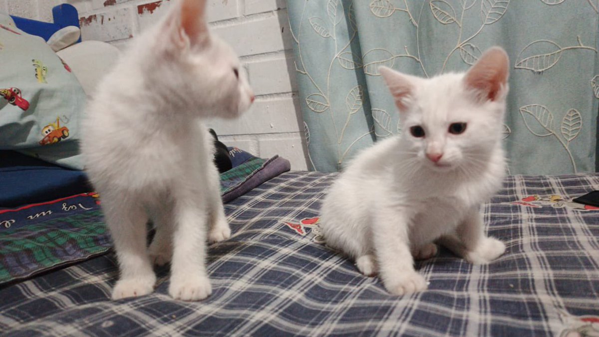 Hermosos gatitos 2 meses, albinos, sordos, buscan hogar definitivo, idealmente juntitos, Depto con malla es requisito ineludible . Stgo.