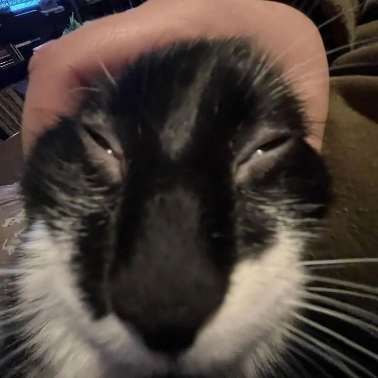 PunchingCat's tweet image. 