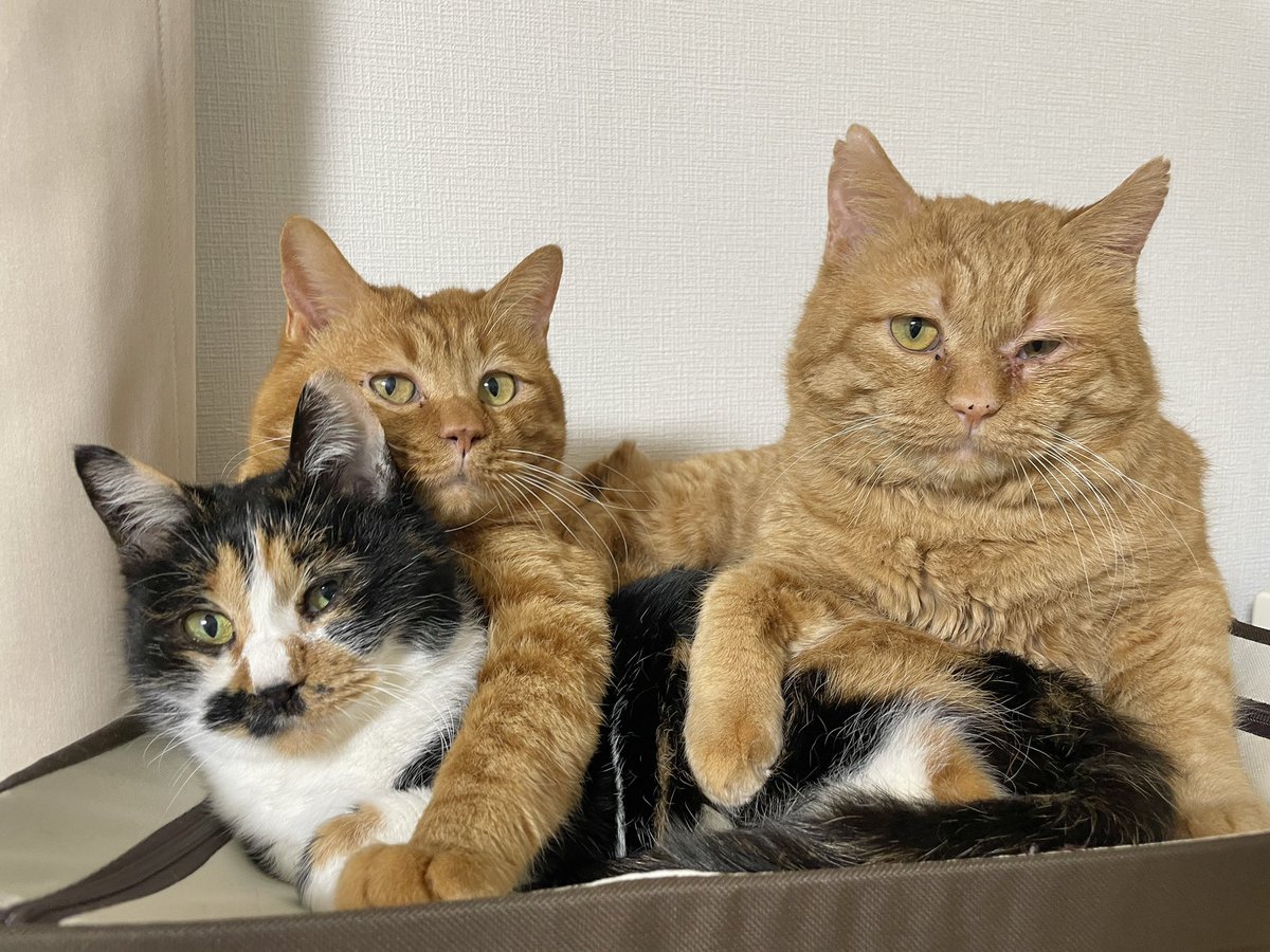 ぼくたちの楓ちゃん

#里親募集中　#猫　#北海道