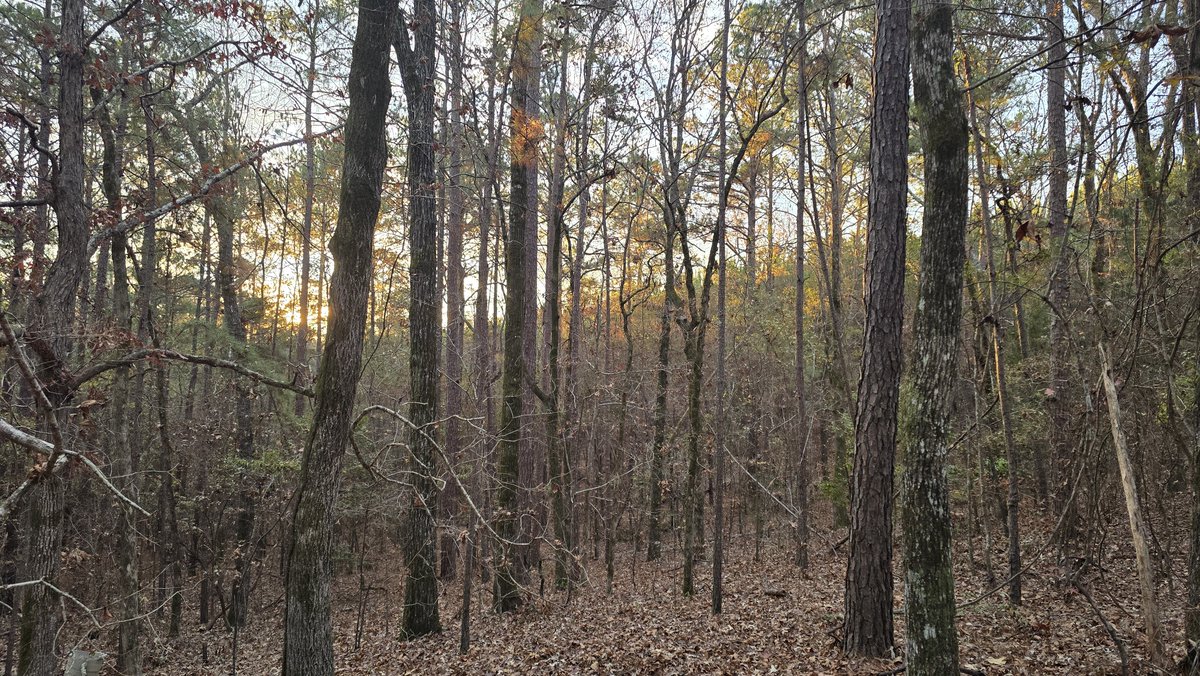 早上好，在这个美好而略带寒意的早晨，我们又一次置身于树林之中！