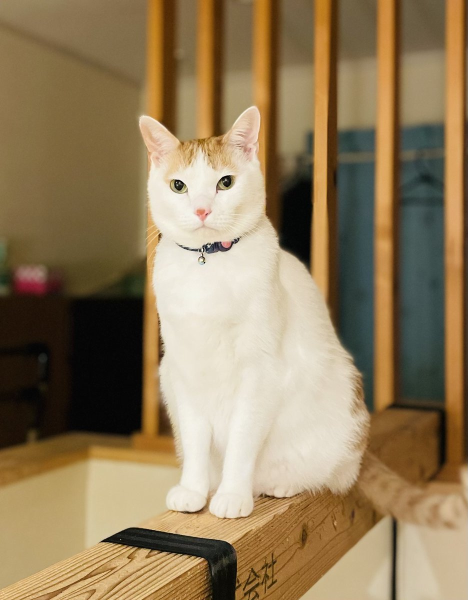 ネコとネコとネコ＋α (@neko_neko0222) / Posts / X