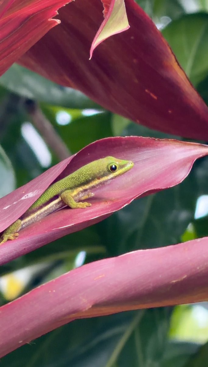 ふじこ FLW2.0オプション手すり | はしご | 梯子、脚立のパイオニア 長谷川