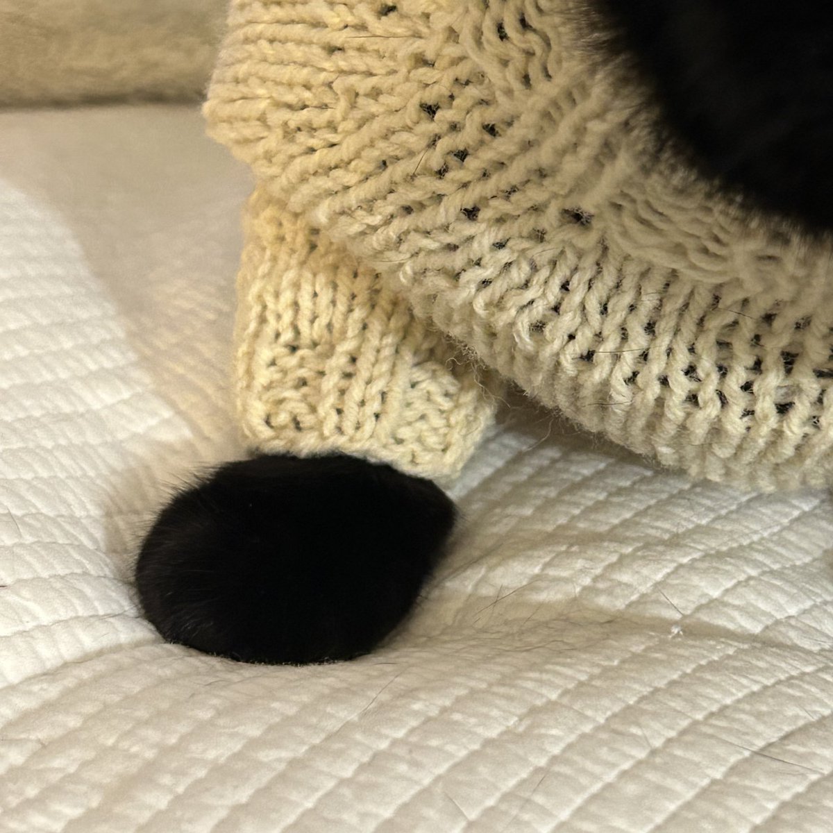 특별히 공개합니다 
너무 동글동글애서 웃긴 
니트 아래로 튀어나온 
새카만 털빵발ㅜ