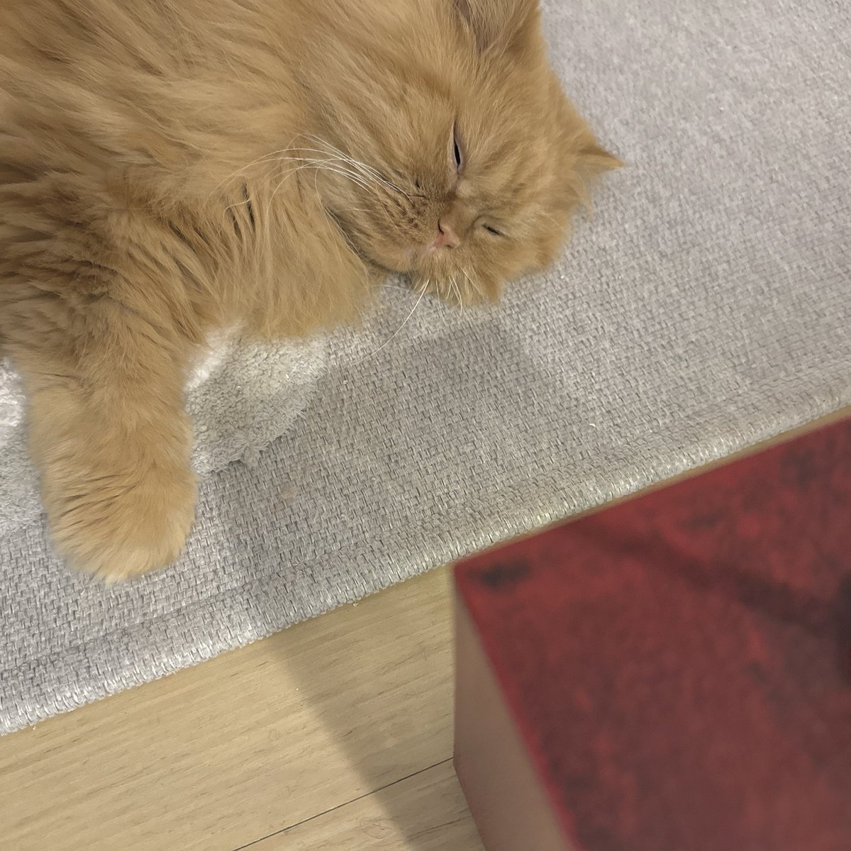 친구가 사온 눈 내리는 오르골?
넘 조아해서 웃기다. . 
보다가 잠들었어요 (  ′̥̥̥ ˙̫ ‵̥̥̥  )