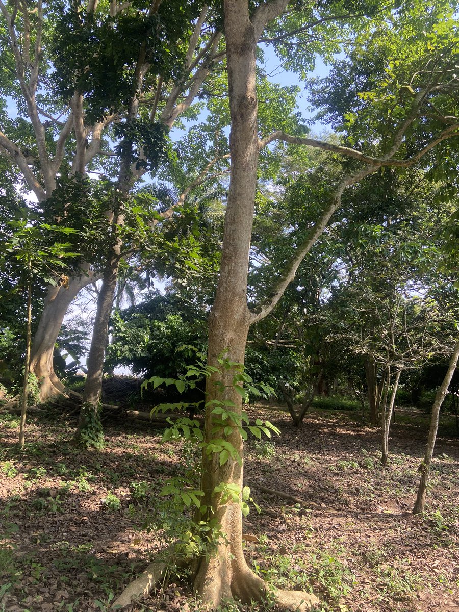 🌺🌳 The African Tulip Tree (Spathodea campanulata) stands proudly in our botanical nursery—supporting pollinators, enriching biodiversity, and inspiring nature lovers. 🌺🌳

#IITAForestCenter #AfricanTulipTree #Biodiversity