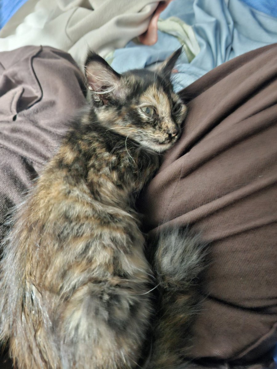Hari ini lumayan capek, balik ke kamar hampir nangis. Rebahan sambil mencak mencak trus didatengin adik. Makasih ya sayang huhu sekarang nangis beneran