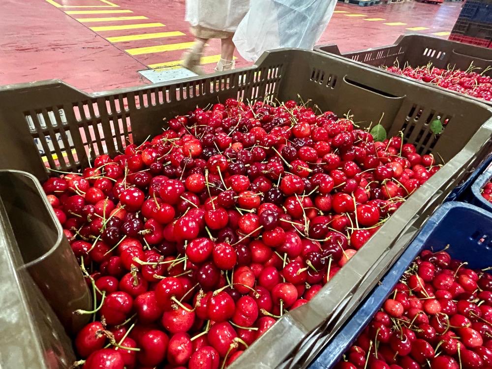 agriculturaEXT's tweet photo. 🟢 Abonado el segundo pago de la ayuda excepcional al sector de la cereza dotado con más de 900.000 euros a 186 agricultores

👉 El tercer y último pago se abonará la próxima semana

🔗 https://t.co/pqGNYVvp54 https://t.co/JzNYTjUsi2